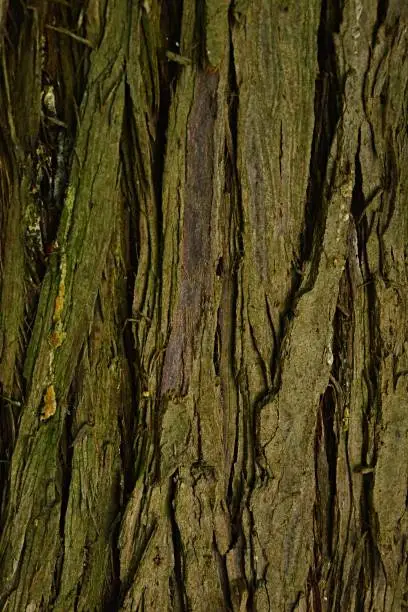 Bark wood texture of evergreen tree pacific redcedar Thuja Plicata, natural sunshine