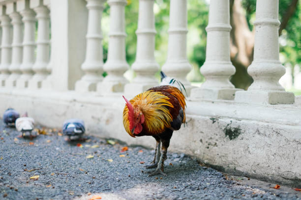 istock Chicken eating on the bridge 694307354
