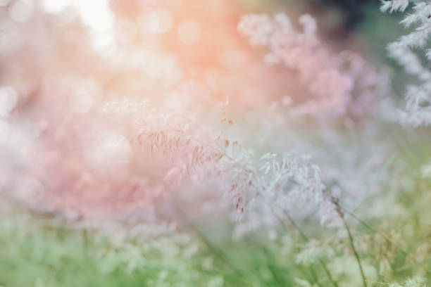 istock grass flower field in soft focus , pink green pastel background 694311228