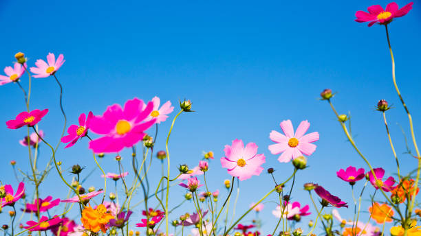 istock Cosmos Flowers Against Clear Blue Sky 694311244