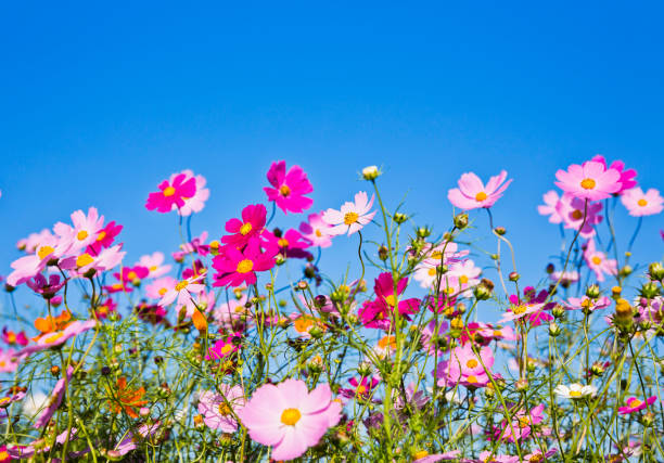 istock Cosmos Flowers Against Clear Blue Sky 694311246