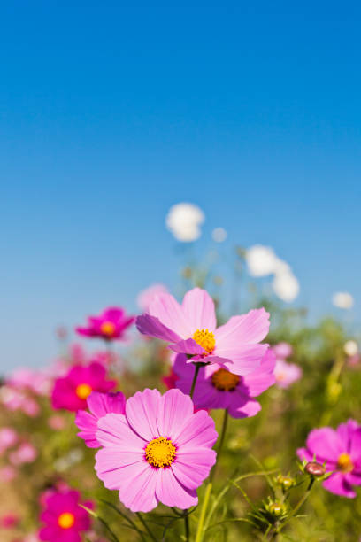 istock Cosmos Flowers Against Clear Blue Sky 694311314