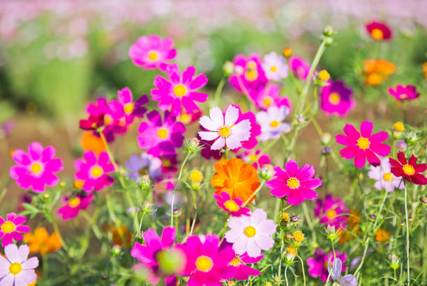 kosmos blumen im garten - cosmos flower daisy flower field stock-fotos und bilder