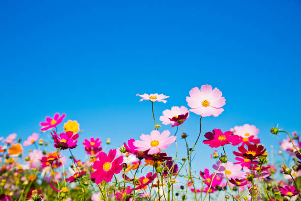 istock Cosmos Flowers Against Clear Blue Sky 694313226