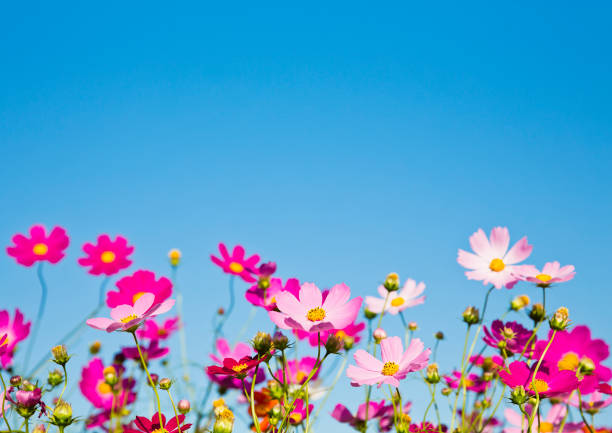 istock Cosmos Flowers Against Clear Blue Sky 694313274