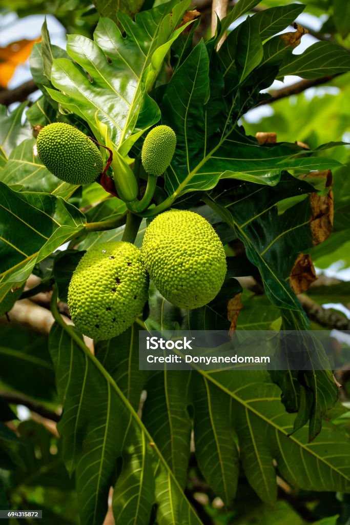 Breadfruit tree with fruits Breadfruit (Artocarpus altilis) tree with fruits. Breadfruit originated in the South Pacific and was eventually spread to the rest of Oceania. Bread Stock Photo