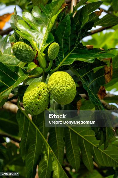 Breadfruit Tree With Fruits Stock Photo - Download Image Now - Bread, Breadfruit, Fiji