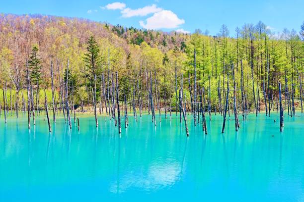 istock Blue pond.Biei tourist destination 694315896