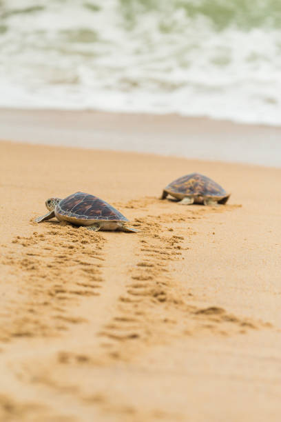 istock Hawksbill sea turtle on the beach, Thailand. 694316244