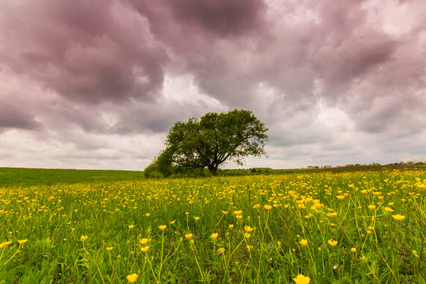 istock Lonely salix tree in a meadow with yellow flowers, under storm clouds, in spring 694316760