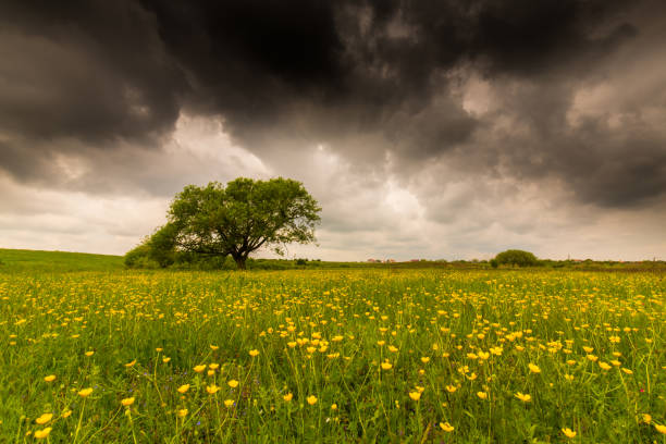 istock Lonely salix tree in a meadow with yellow flowers, under storm clouds, in spring 694316772