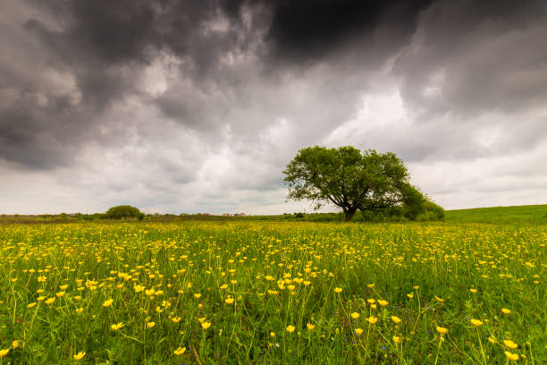 istock Lonely salix tree in a meadow with yellow flowers, under storm clouds, in spring 694316776
