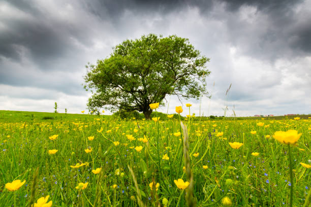 istock Lonely salix tree in a meadow with yellow flowers, under storm clouds, in spring 694316782