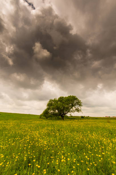 istock Lonely salix tree in a meadow with yellow flowers, under storm clouds, in spring 694316794
