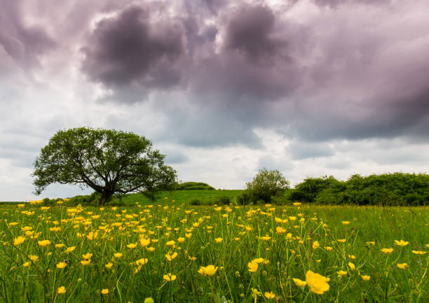 istock Lonely salix tree in a meadow with yellow flowers, under storm clouds, in spring 694316810
