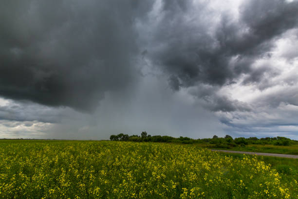istock Canola fields in remote rural area, profiled on storm clouds 694316924