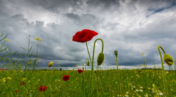 istock Lonely wild poppy flower, under storm clouds, in remote rural area 694316964