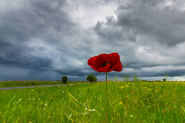 istock Lonely wild poppy flower, under storm clouds, in remote rural area 694316978