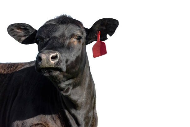 Isolated black Angus heifer head, neck and shoulders