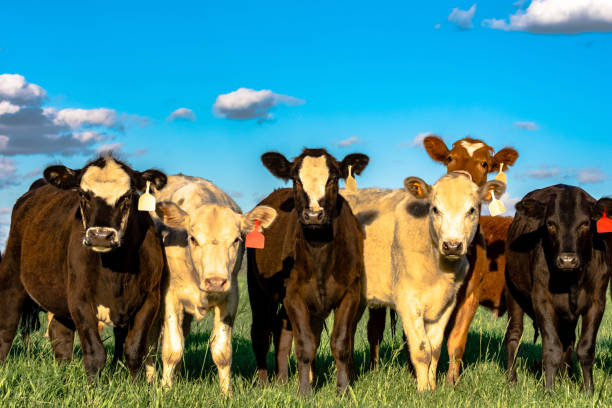 istock Herd of heifers with blue sky 694322738