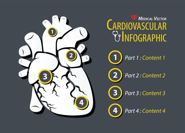 심장 혈관 infographic입니다. 평면 디자인입니다. - pulse trace human cardiovascular system heart shape heart disease stock illustrations