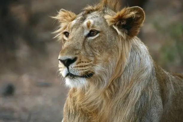 Endangered Asiatic lion young male from Gir national park in India