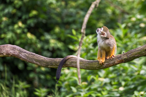 Portrait of squirrel monkey Saimiri sciureus sitting on a tree branch.