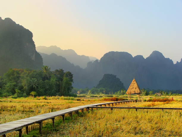 istock Harvested rice field with rock formations in Vang Vieng, Laos 694333184