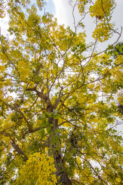 istock Cassia Fistula (Golden Shower tree) in bloom,with blue sky 694336606