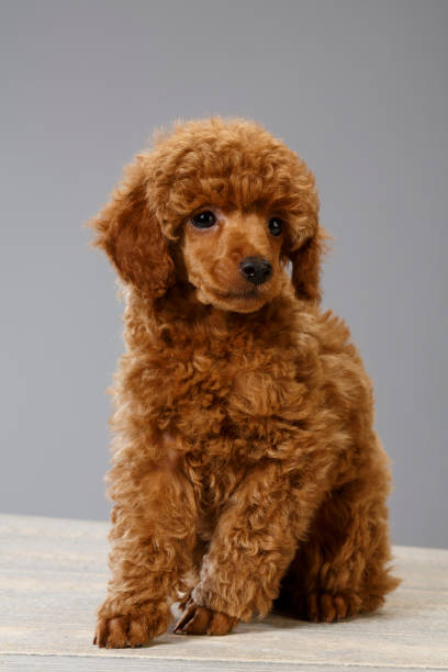 istock Dog Cute miniature poodle puppy 694336736