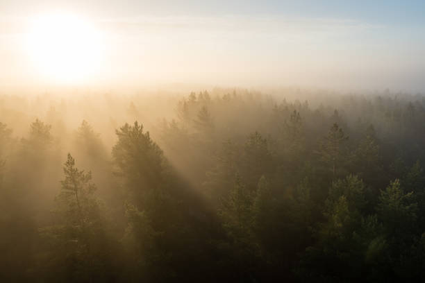 istock panoramic view of misty forest at majestic sunrise over trees 694336832