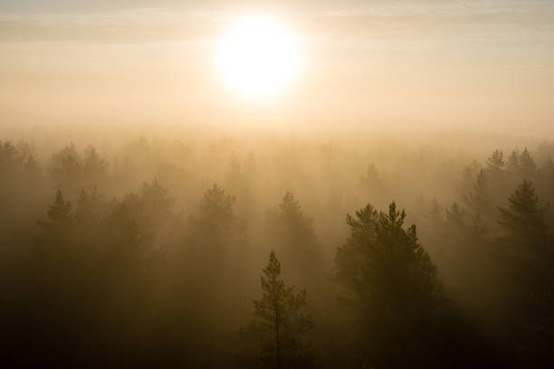 istock panoramic view of misty forest at majestic sunrise over trees 694336860