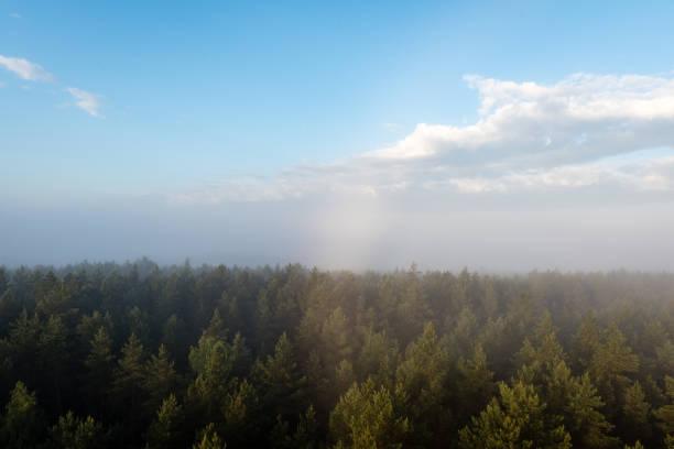 panoramic view of misty forest at majestic sunrise over trees. far horizon with light rays and lens flare effect