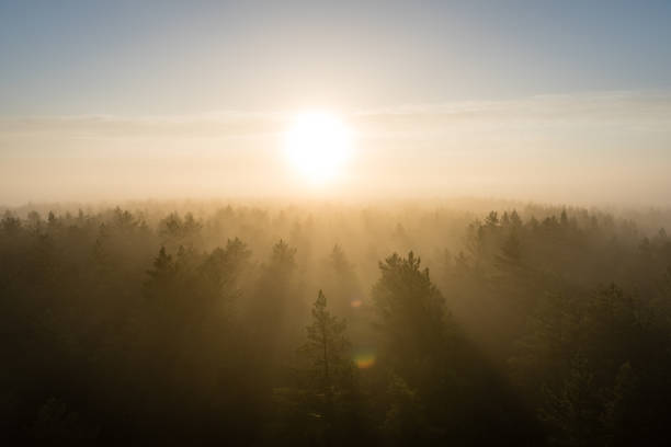 istock panoramic view of misty forest at majestic sunrise over trees 694336878