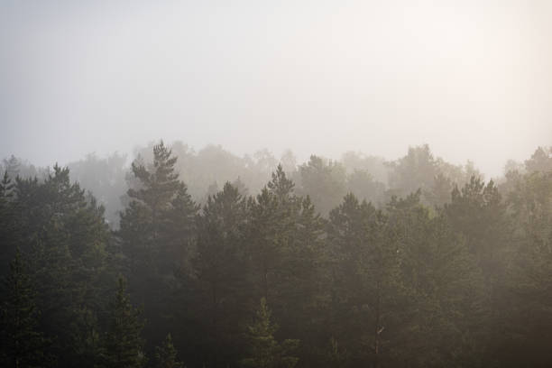 istock panoramic view of misty forest at majestic sunrise over trees 694336944