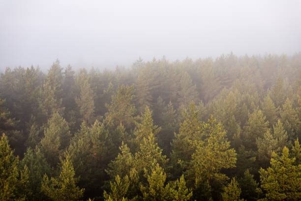 istock panoramic view of misty forest at majestic sunrise over trees 694336962