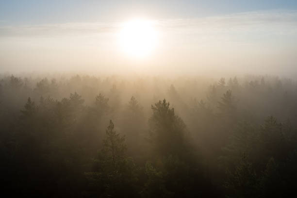 istock panoramic view of misty forest at majestic sunrise over trees 694336996