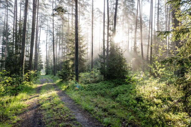 istock Morning sun beams in the summer forest 694337224