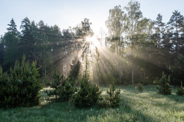 istock Morning sun beams in the summer forest 694337232