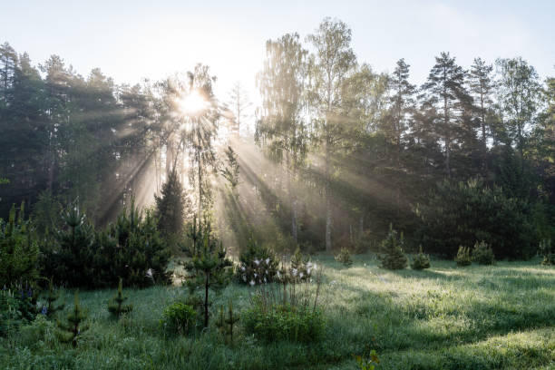 istock Morning sun beams in the summer forest 694337242