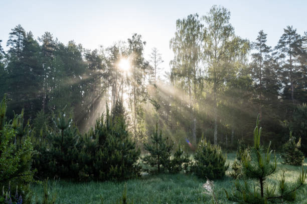 istock Morning sun beams in the summer forest 694337246