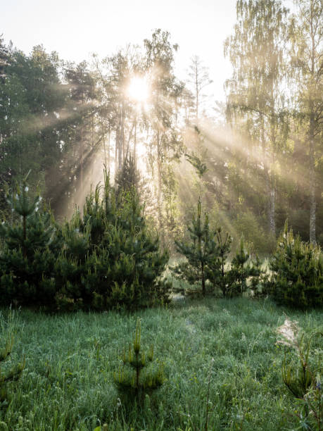 istock Morning sun beams in the summer forest 694337256