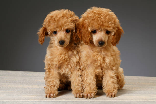 istock Dog Cute miniature poodle puppy 694337326
