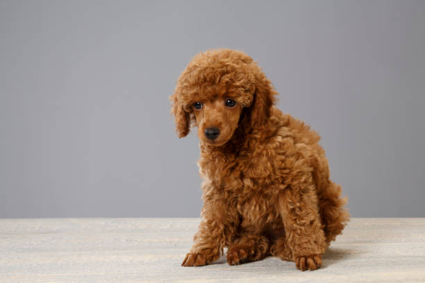 istock Dog Cute miniature poodle puppy 694337698