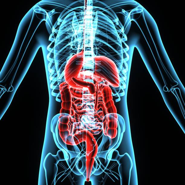 istock 3D Illustration of Human Digestive System Anatomy 694340038