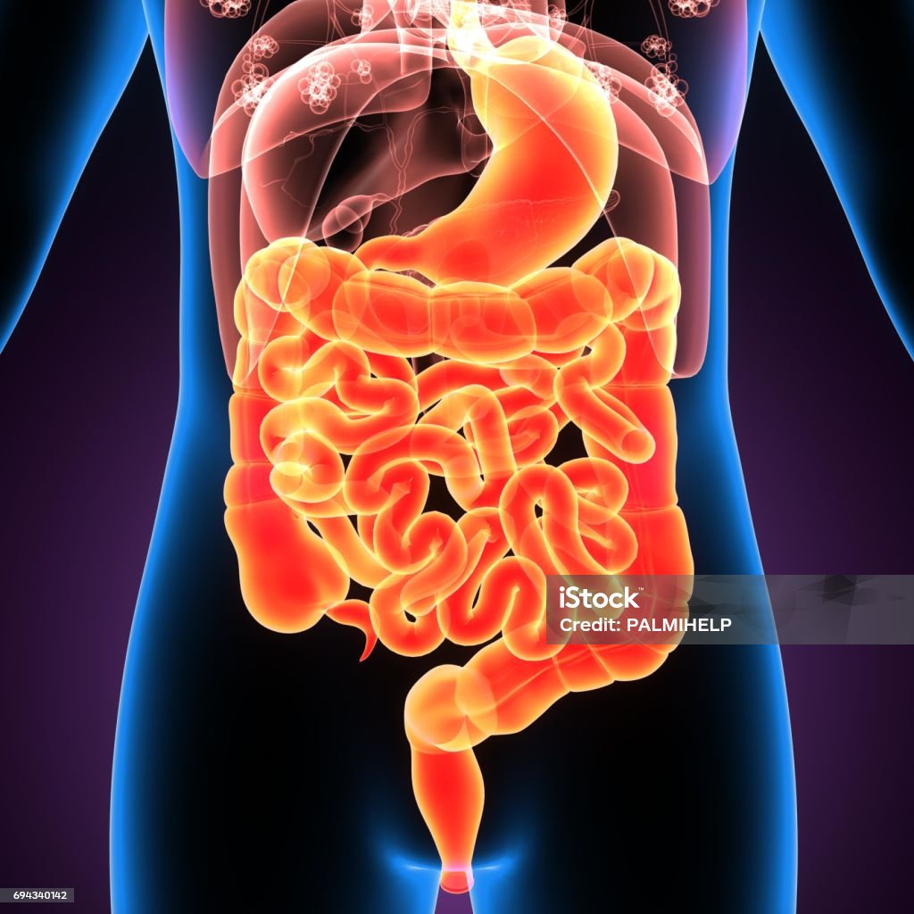 3D Illustration of Human Digestive System Anatomy The human digestive system consists of the gastrointestinal tract plus the accessory organs of digestion (the tongue, salivary glands, pancreas, liver, and gallbladder). Abdomen Stock Photo