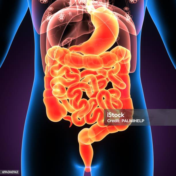 3d Illustration Of Human Digestive System Anatomy Stock Photo - Download Image Now - Abdomen, Abstract, Anatomy