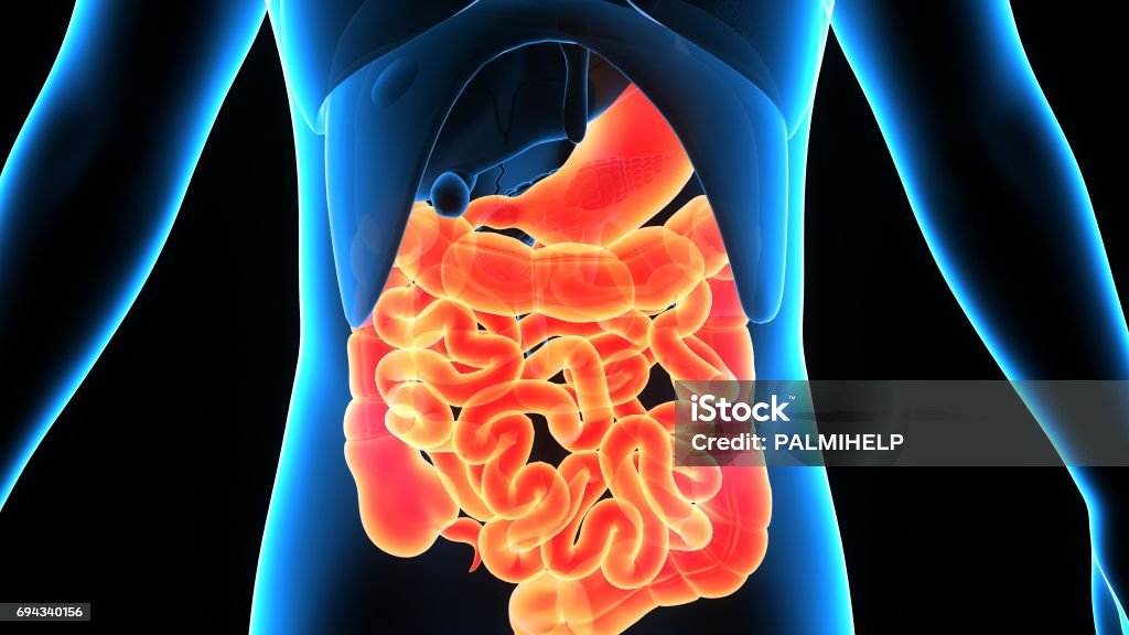 3D Illustration of Human Digestive System Anatomy The human digestive system consists of the gastrointestinal tract plus the accessory organs of digestion (the tongue, salivary glands, pancreas, liver, and gallbladder). Abdomen Stock Photo