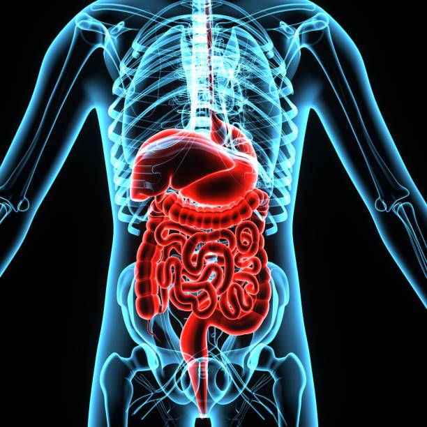 istock 3D Illustration of Human Digestive System Anatomy 694340262