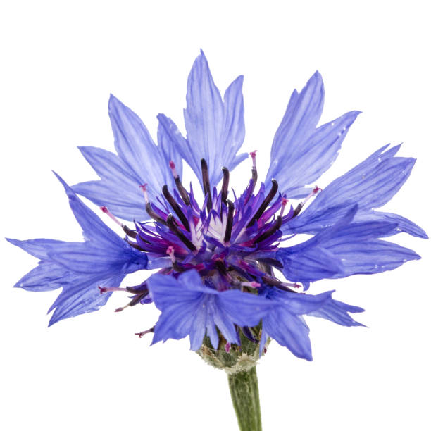 istock Flower of cornflower, lat. Centaurea, isolated on white background 694342988